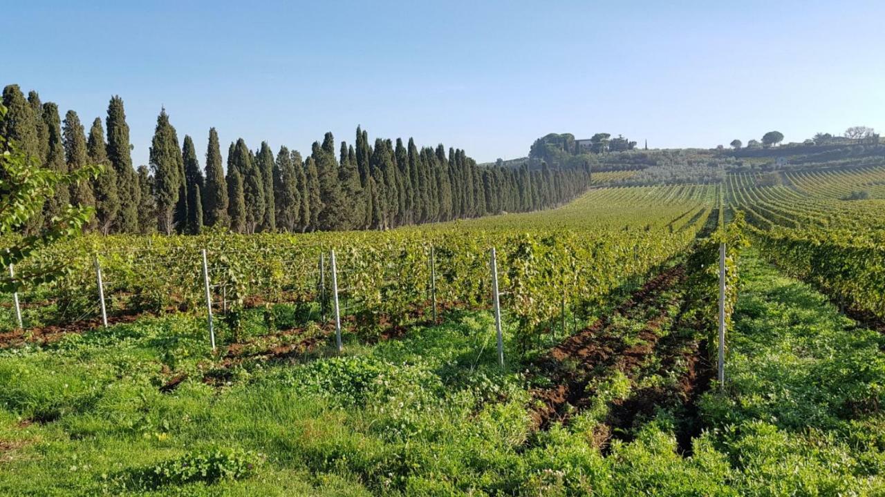 Tenuta Di Pietra Porzia Monte Porzio Catone Ngoại thất bức ảnh